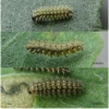 mel ornata larva3 volg